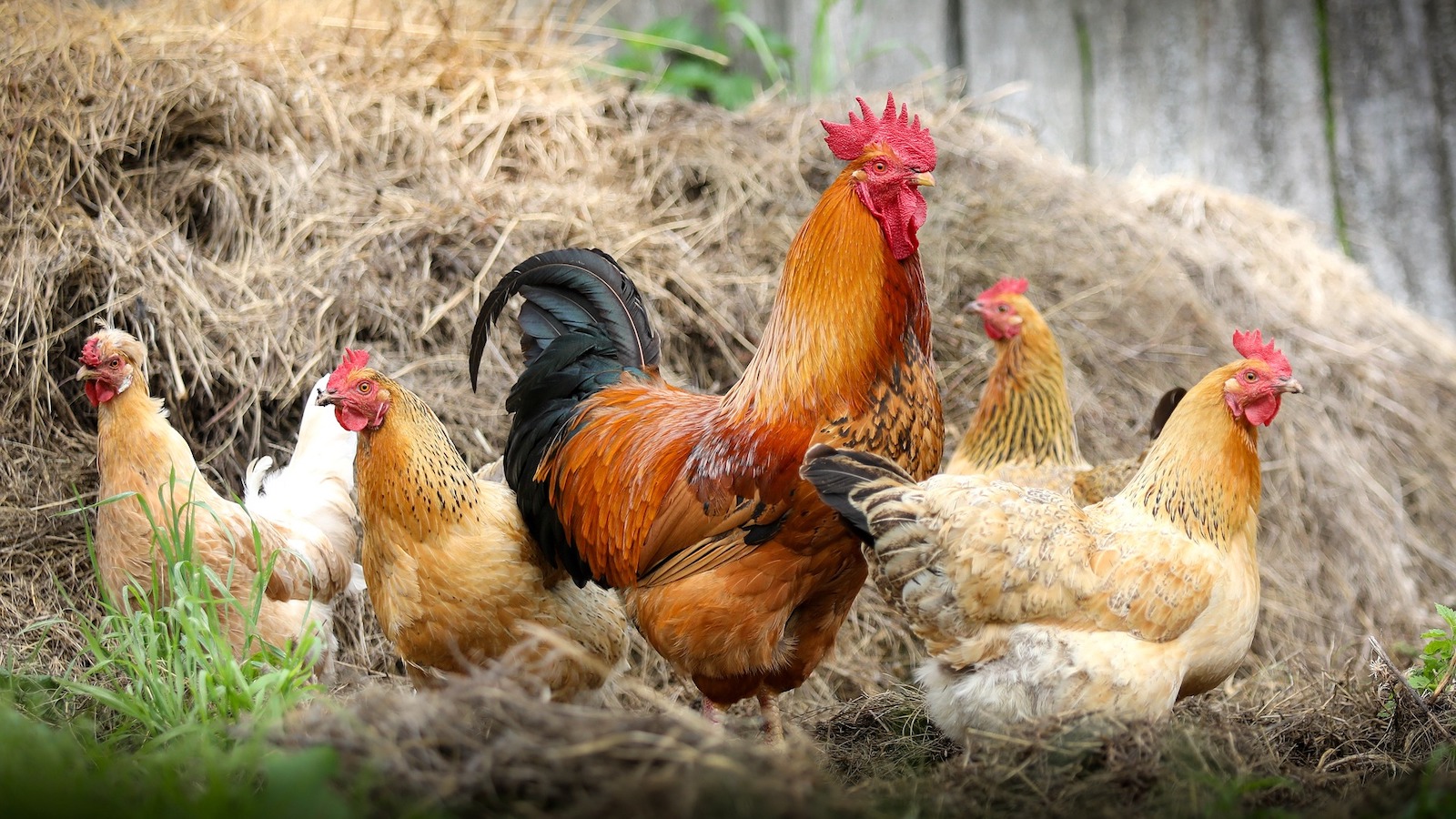 Risiko der Einschleppung von Geflügelpest wächst